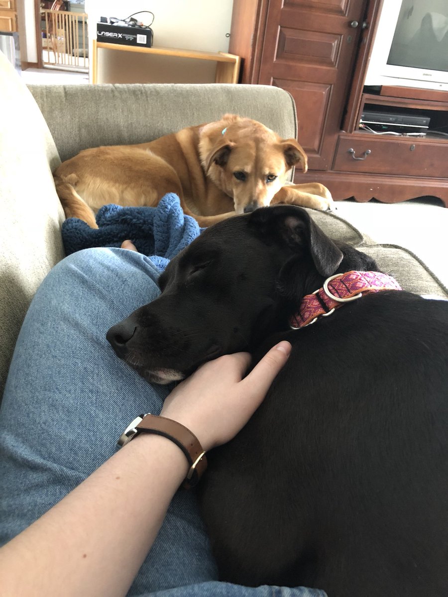 Care_Fletch's tweet photo. I just want someone to love me as much as my dog does https://t.co/VP5At6K7MB