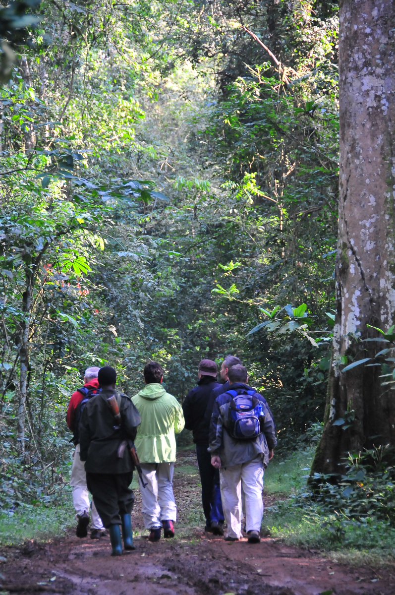 Lets Go #ChimpanzeeTracking in #Uganda, with over 5,000 #Chimpanzees. - ugandatourismhub.com/ugandatourismh…