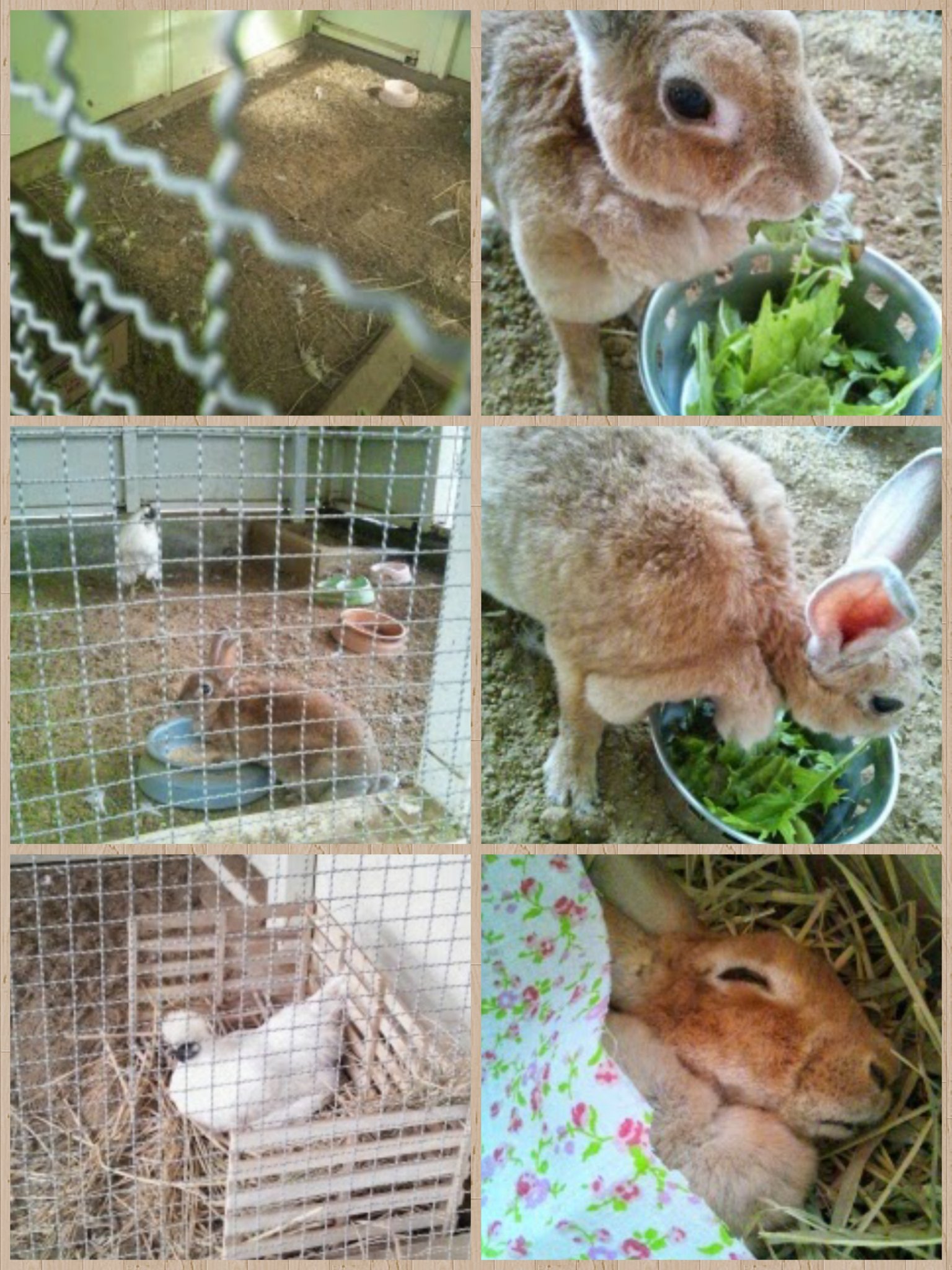 キリセリ 飼育小屋廃止 灼熱 極寒地獄の独房小屋には 空の餌皿が数個しかありませんでした 殺風景な長期的殺処分小屋が 児童たちの教育に必要 ここで動物を慈しむ心が生まれる これではネグレクトを助長しませんか 物品は殆ど私が寄付