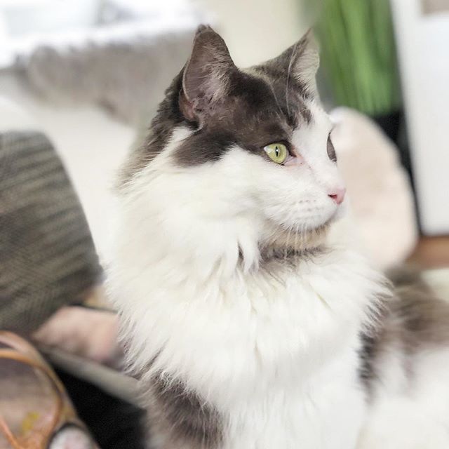 limettengruen's tweet photo. So ein großer hübscher Kater 😍 Ich liebe das Katzentier einfach 😍 #cat #cats #instacat #catsagram #catstagram #kitten #kitty #kittens #pet #pets #animal #animals #petstagram #petsagram #catsofinstagram #ilovemycat #instagramcats #nature #catoftheday #lovecats #furry #lovekit… https://t.co/97WwWV9khP