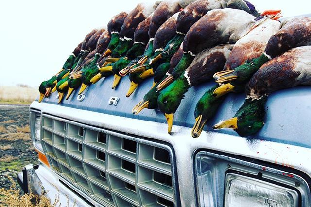 Ford Tough!! #america #classic on #waterfowlwednesday @realtreeoutdoors @prodriveoutboards @bigfrigcoolers @drakewaterfowl .....
#realtree #drakewaterfowl  #bigfrigcoolers #hevishot #benelli #carlsonschoketubes 
#waterfowl #hunting #duckhunting #huntingd… ift.tt/2v4VTbH