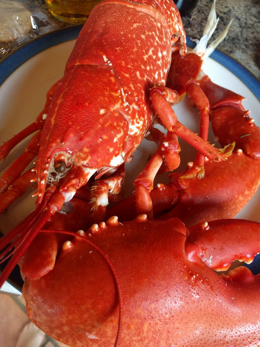 Alex_Doune's tweet photo. Writing my #thesis at @douneknoydart means sometimes it's freshly caught lobster and salad from the garden for lunch! #PhDlife #Phdchat #thesisbreak #spoilt https://t.co/kCsTnXeFzc