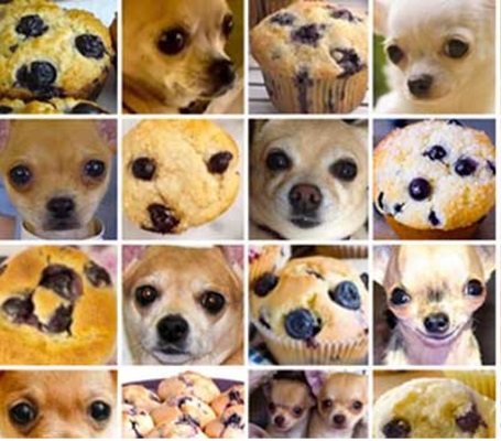 HughManning's tweet photo. Chihuahua or Muffin, can you tell? Why is image recognition so difficult for computers?My talk yesterday @IEEENano18  presented our core-shell #nanowire networks for #neuromorphic  (brain like) computing #nanotechnology #IEEENano18 #science #research #LoveIrishResearch @BolandLab https://t.co/v6y7HQO4FU
