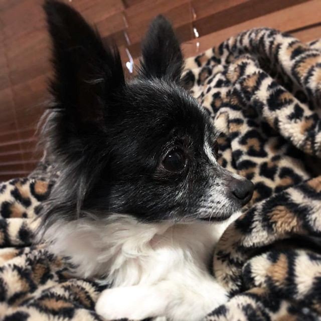 healthypetsyste's tweet photo. @healthypetsyste reposting @sparklesthechi_: - via @Crowdfire 
Today, in true Princess form, I am refusing to look at the camera 👑😑🐶💘🐾 #sassy #attitude #camerashy #princesssparkles #chihuahuasofinstagram 
https://t.co/aZx80a84kY https://t.co/3LsvFqDHxz