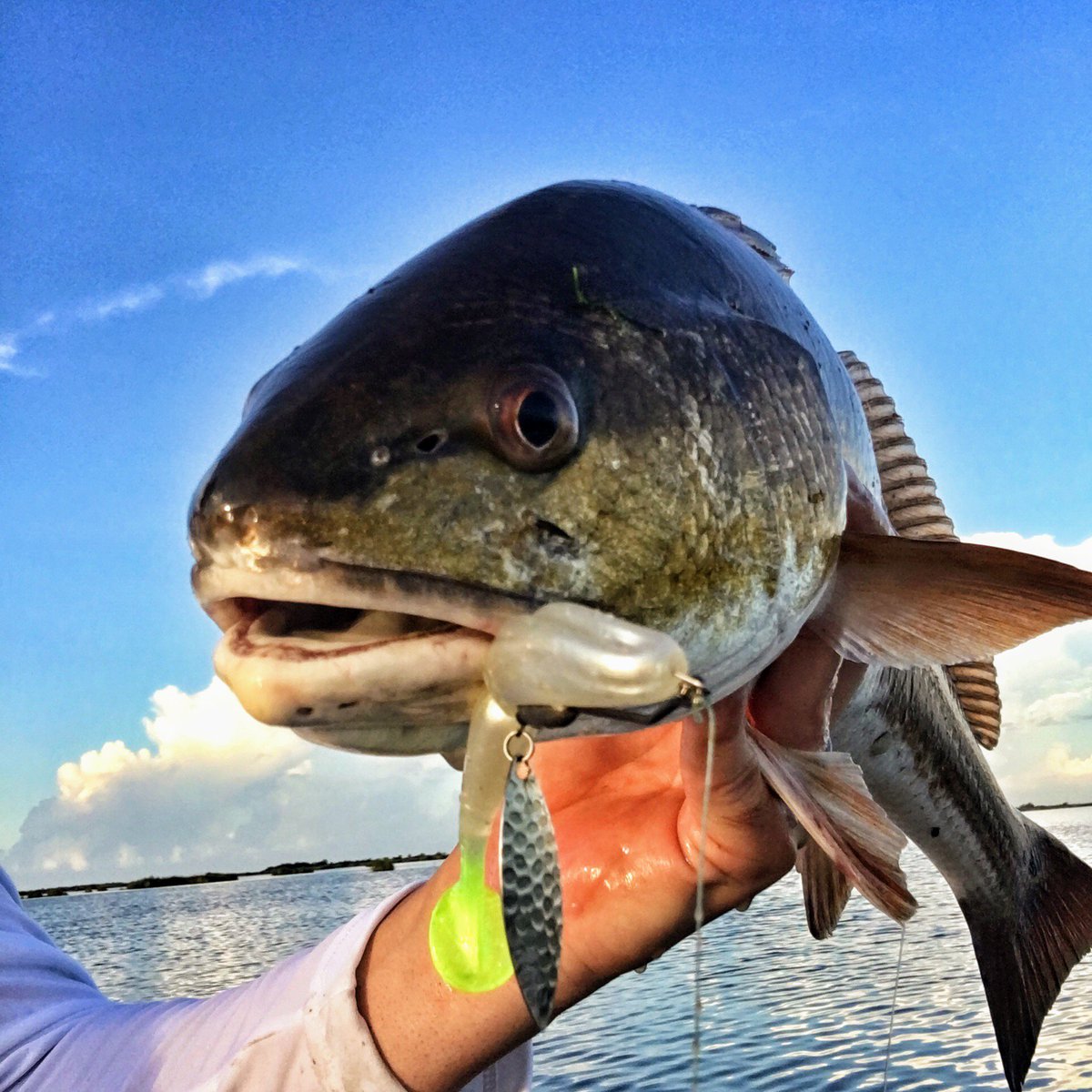 gamblerlures's tweet photo. Not just for #freshwater! Check out tank #Redfish on a #LittleEZ #swimbait!
#inshore #fishing #saltwater https://t.co/7YmBGCIBiT