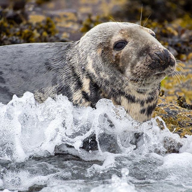 Who else wishes this was them right now? Ahh enjoying the soothing waves 💦 . . . #seal #greyseal #nature #naturelovers #naturereserve #naturephotography #nikon #wildlife #wildlifephotography #sea #chilling #splash #summer #soak #nationaltrust #northu… ift.tt/2LPzZQS