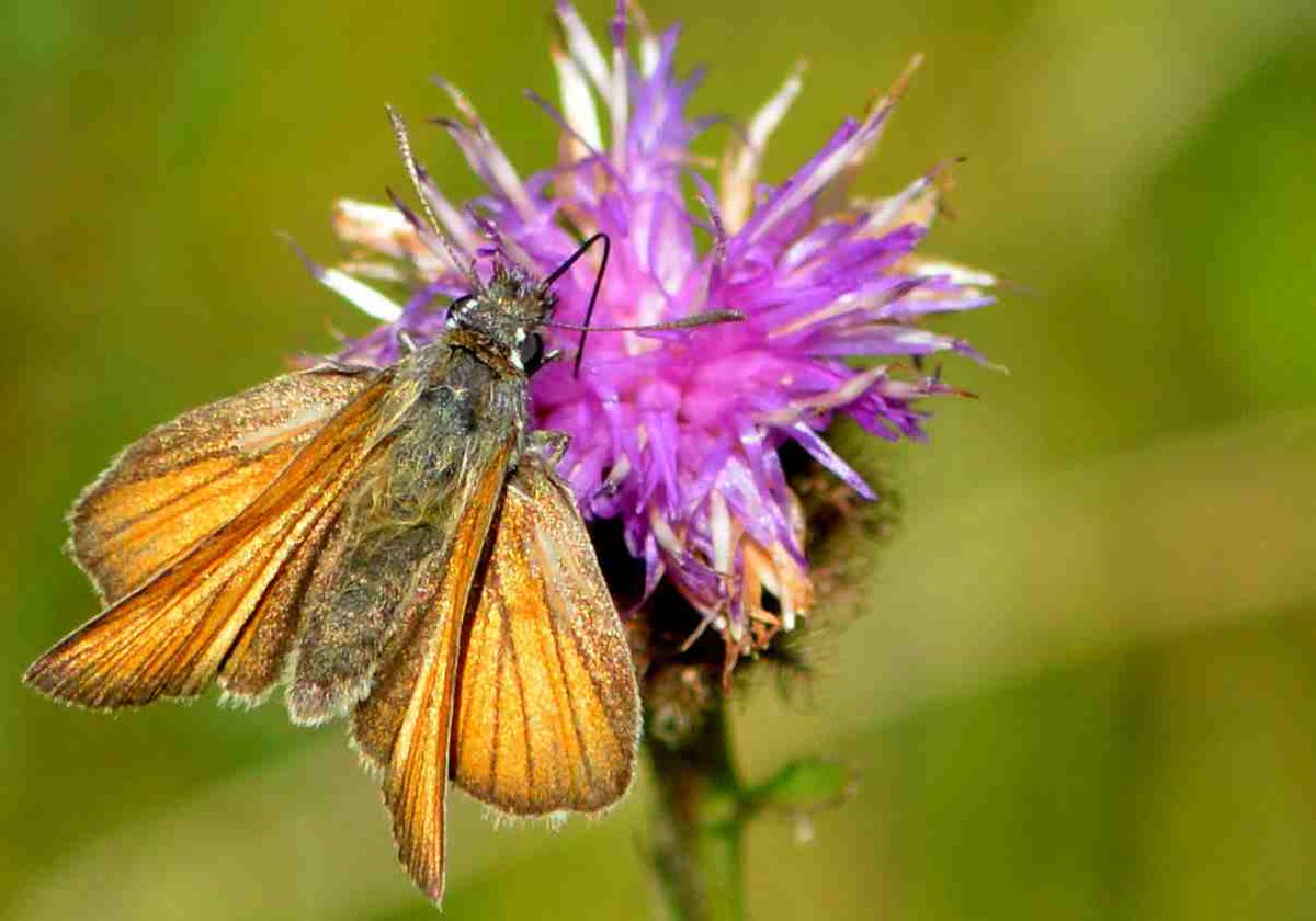 BruceLangridge1's tweet photo. On Friday at 1pm I'm giving a guided walk on 'Wildflowers and Their Pollinators' with @ecolegsazer1 , part of the 1st day of the 3 day Pollinator Festival @walesbotanic https://t.co/vj1skNmKky #pollinators #wildflowers https://t.co/Lvu2D4zs55