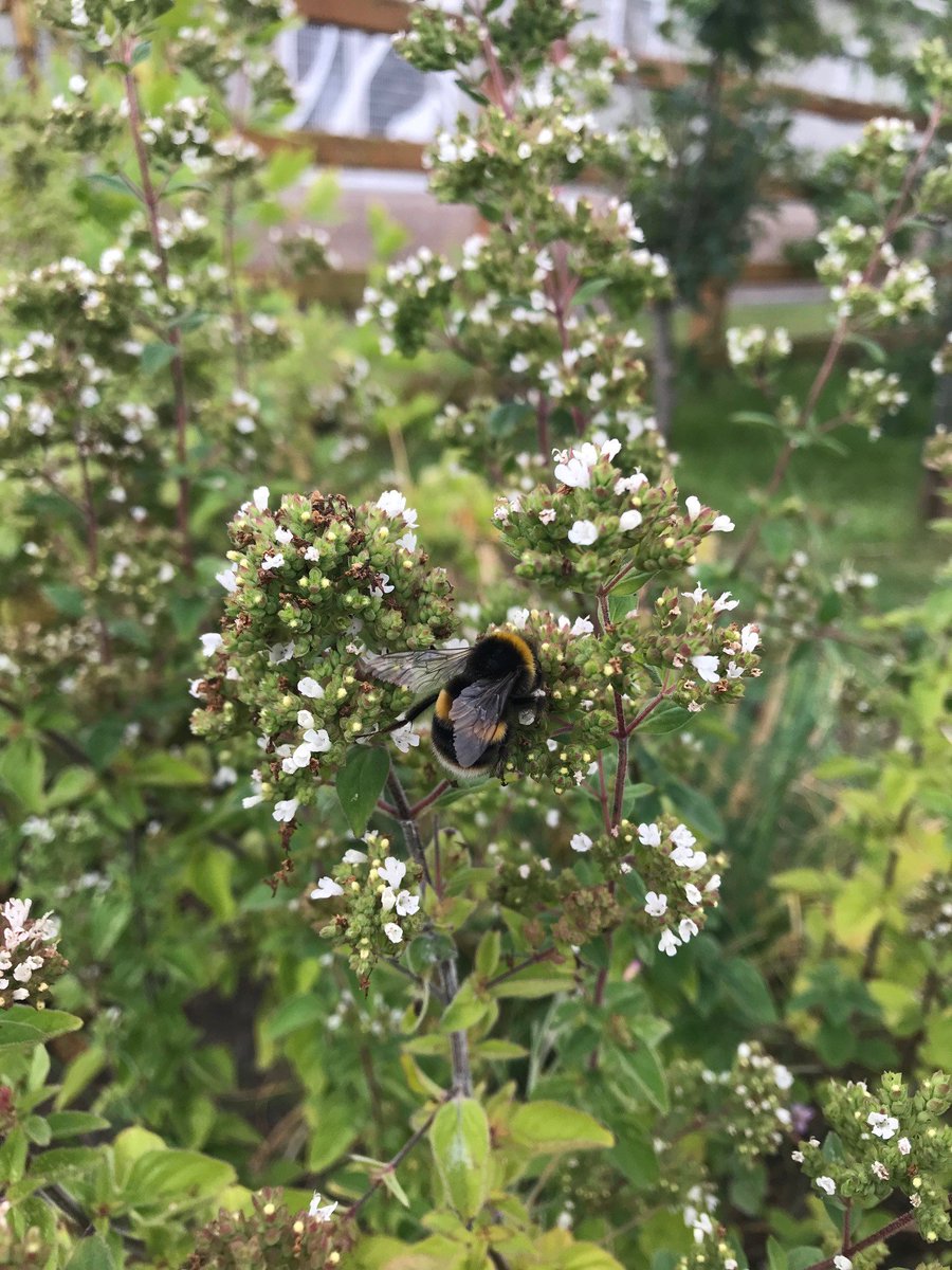 GalwayGreenLeaf's tweet photo. Did you know that organic waste from Galway is processed by Barna Recycling to make compost that's used by farms around the county? Today the amazing Westside Community Garden got 1tonne for use on their fruit, veg &amp; flowers. Community Gardens are welcoming, spaces, open to all https://t.co/JDgRjLVR4v