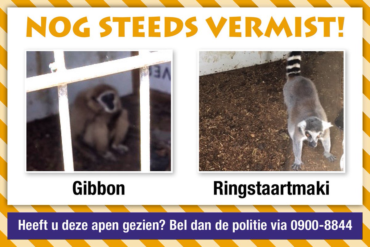 Pls #share 🙈🙈! Een week geleden vertrokken we samen met de dierenpolitie naar Best om 2 apen bij een particulier weg te halen. De apen zijn ws. niet ‘ontsnapt’, zoals de eigenaar beweerde, maar elders ondergebracht. Maar wáár dan?? Tips? Bel de politie: tel. 0900-8844.