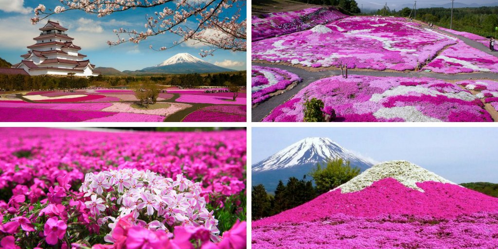 shop_flora's tweet photo. 🌼Svakog proleća, u Japanu odigrava se Festival Plox-a, ove prelepe perene jakih boja, koju možete gajiti i u Vašoj bašti.🎎🌺
👉Link: https://t.co/jl4OIN97Fg #perene #rasadnikbeograd  #vrt #dvoriste #dvorište #florashop  #garden #gardening #sadnice #biljke https://t.co/mP1z4AJ3E8