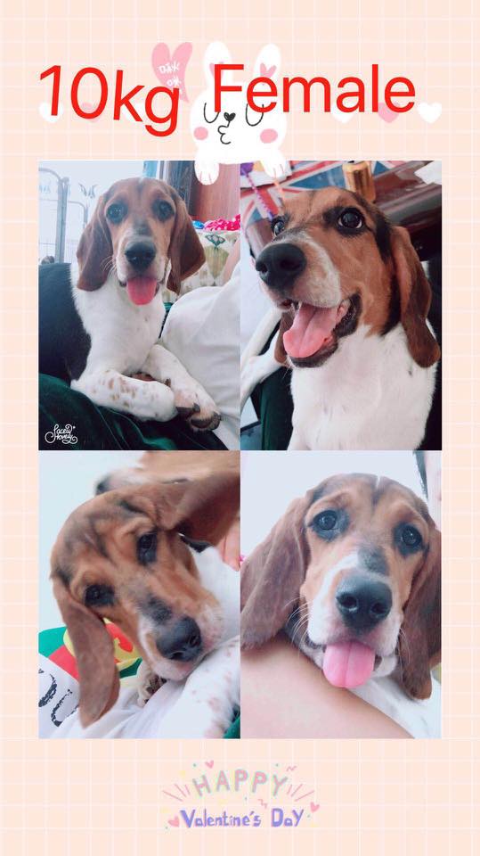 TriBeagles's tweet photo. The 5 beagles saved from the #China meat trade will be arriving in the US 8/10, we are having a welcome party for them, does anyone want to donate some gifts for these pups to make their day extra special? @Chewy @WoofGangBakery 
@PetSmart @Petco 
email:leann@tribeagles.org https://t.co/UOvTDS0Ora