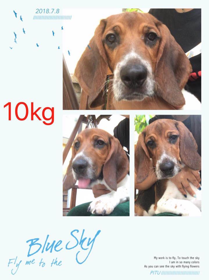 TriBeagles's tweet photo. The 5 beagles saved from the #China meat trade will be arriving in the US 8/10, we are having a welcome party for them, does anyone want to donate some gifts for these pups to make their day extra special? @Chewy @WoofGangBakery 
@PetSmart @Petco 
email:leann@tribeagles.org https://t.co/UOvTDS0Ora