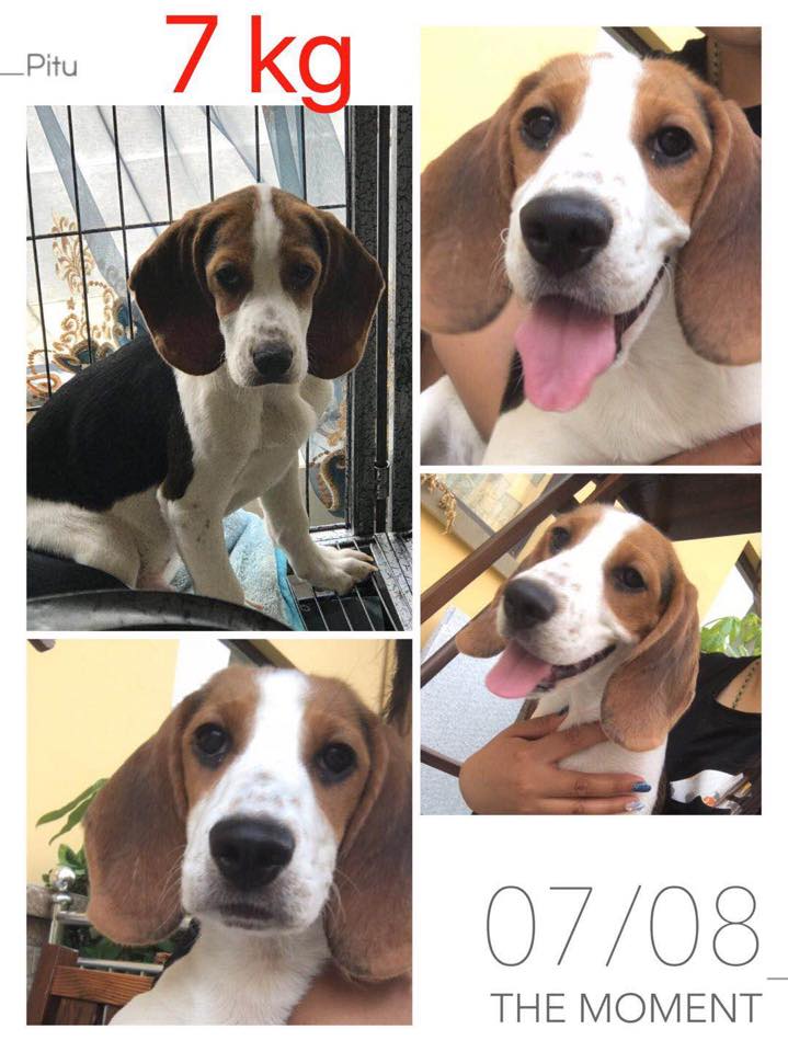 TriBeagles's tweet photo. The 5 beagles saved from the #China meat trade will be arriving in the US 8/10, we are having a welcome party for them, does anyone want to donate some gifts for these pups to make their day extra special? @Chewy @WoofGangBakery 
@PetSmart @Petco 
email:leann@tribeagles.org https://t.co/UOvTDS0Ora