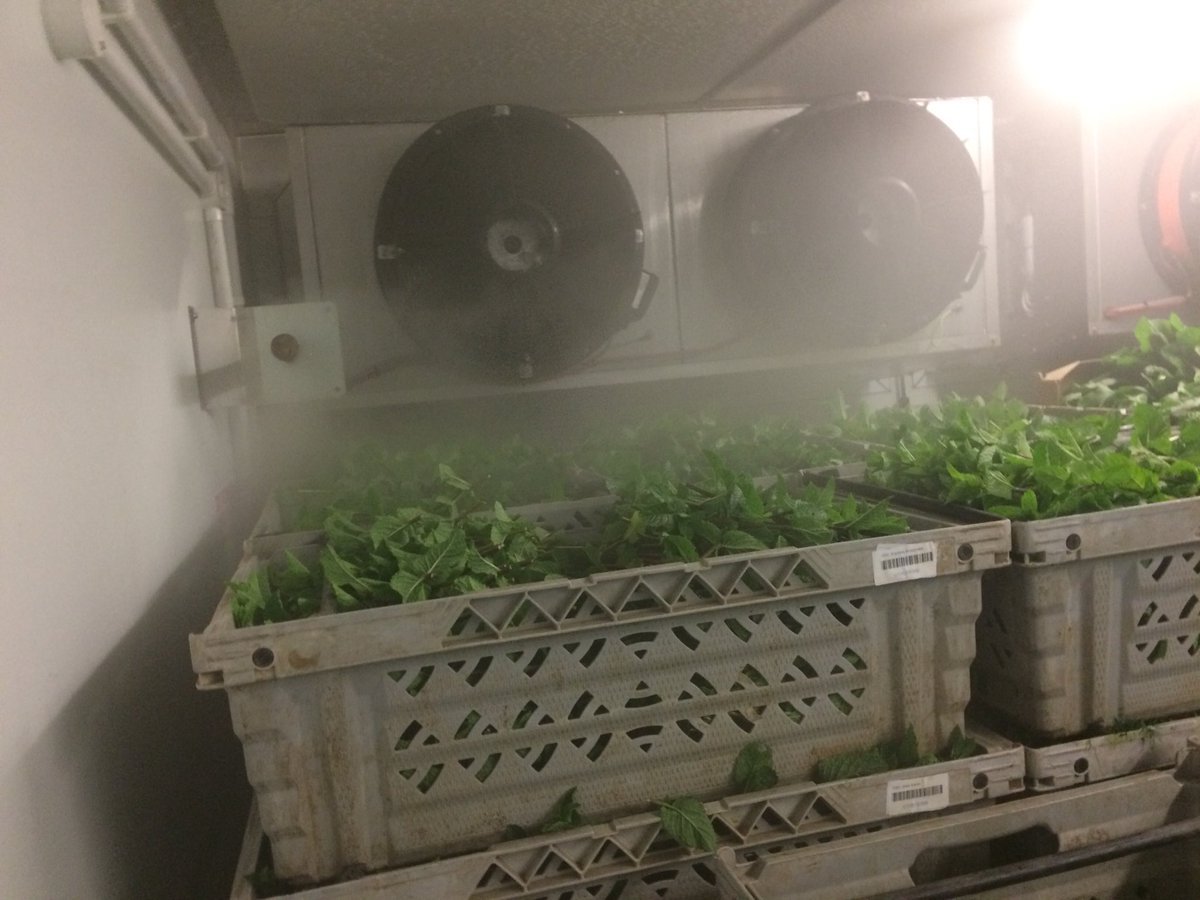 HerbFreshLLP's tweet photo. High humidity blast chilling....aim for +3c at 95% humidity after 2 hours...#Harvest2018 #Heatwaveuk #freshukproduce https://t.co/Z6YWAn8ScZ