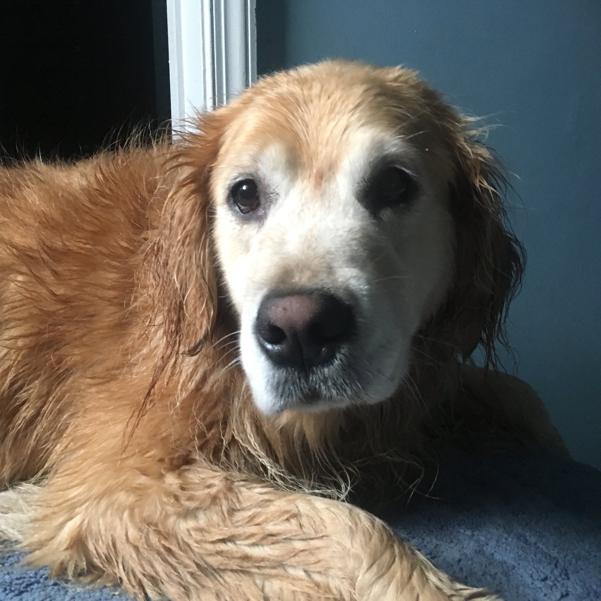 Hopper Dog tweet media
