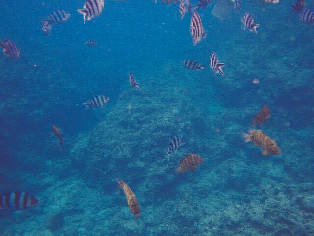 沖縄ϵ( 'Θ' )϶シュノーケリングで魚と一緒に泳ぎました
すごい綺麗だった https://t.co/0ebocf3zmS