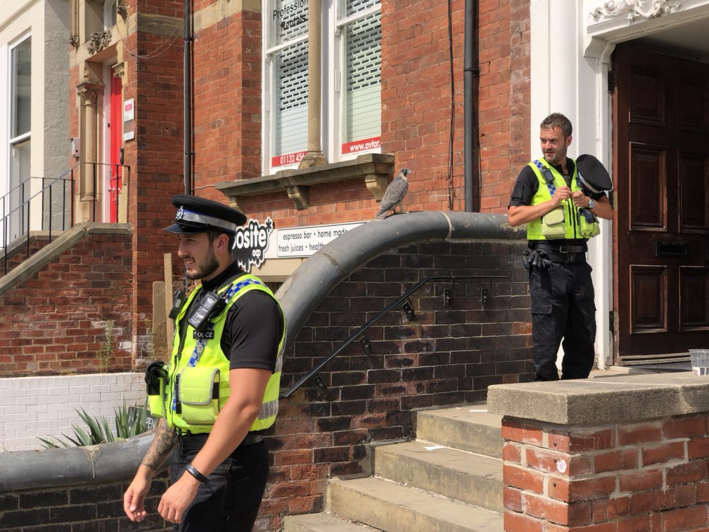 Leeds Birder tweet media