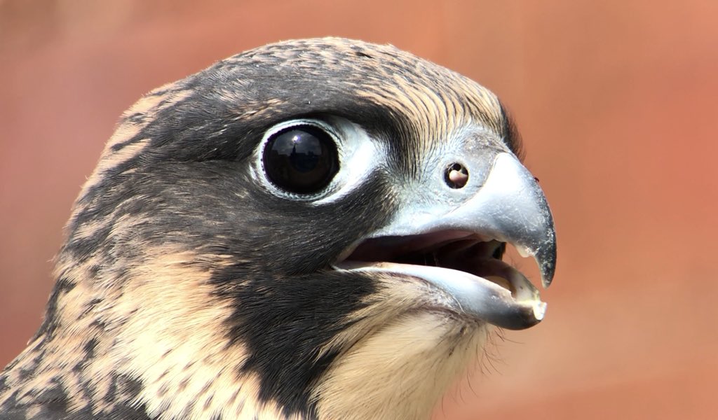 Leeds Birder tweet media