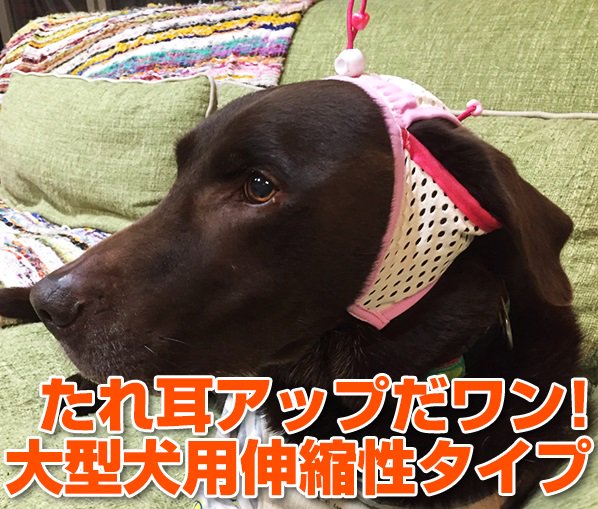 マラセチア菌 Hashtag On Twitter