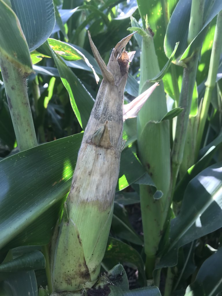 Shawn Jones tweet media