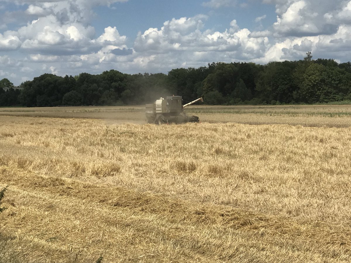 brendonsavage3's tweet image. Have a look at this big girl in Czech Republic!!   Best crops we’ve seen so far, smallest header @Adrian_Mondy_WA @SavGab