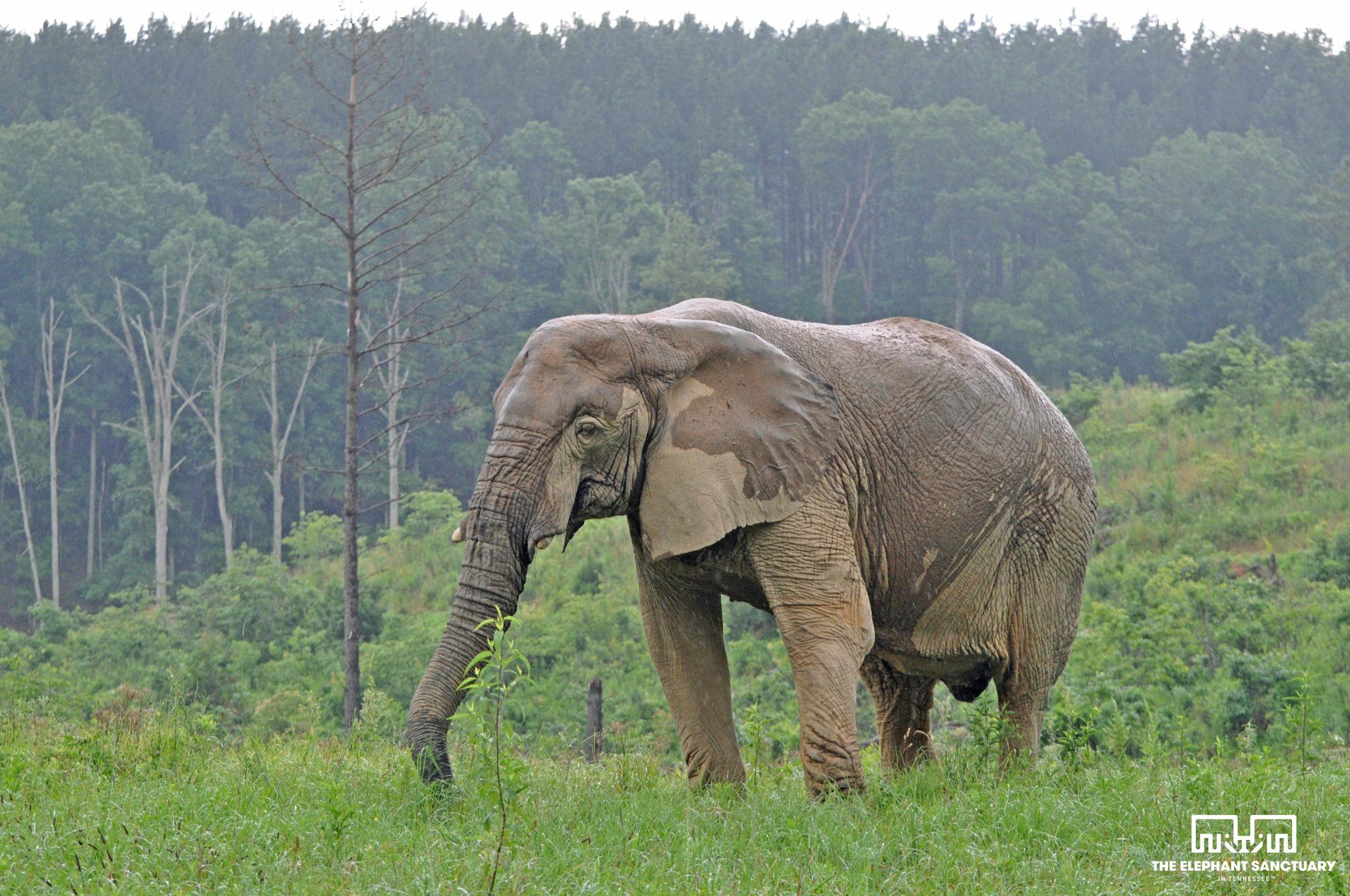 The Elephant Sanctuary (@ElephantsTN) / X
