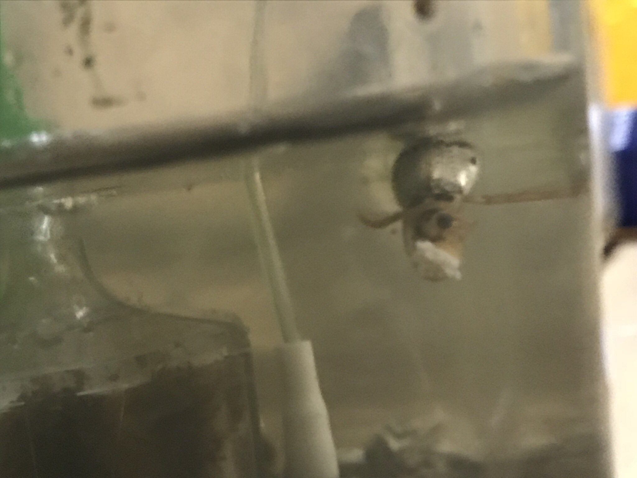 ミジンコ 壺おじに負けた ハイイロゲンゴロウ 水生昆虫という水 場で暮らす昆虫 ゲンゴロウは全体的に珍しいがハイイロゲンゴロウはそうでもない なぜなら水の汚染に強い ちなみに肉食で結構獰猛 子供のザリガニとか普通に襲って ミジンコ 壺おじに負けた ハイイロゲンゴロウ 水生昆虫という水 場で暮らす昆虫 ゲンゴロウは全体的に珍しいがハイイロゲンゴロウはそうでもない なぜなら水の汚染に強い ちなみに肉食で結構獰猛 子供のザリガニとか普通に襲って