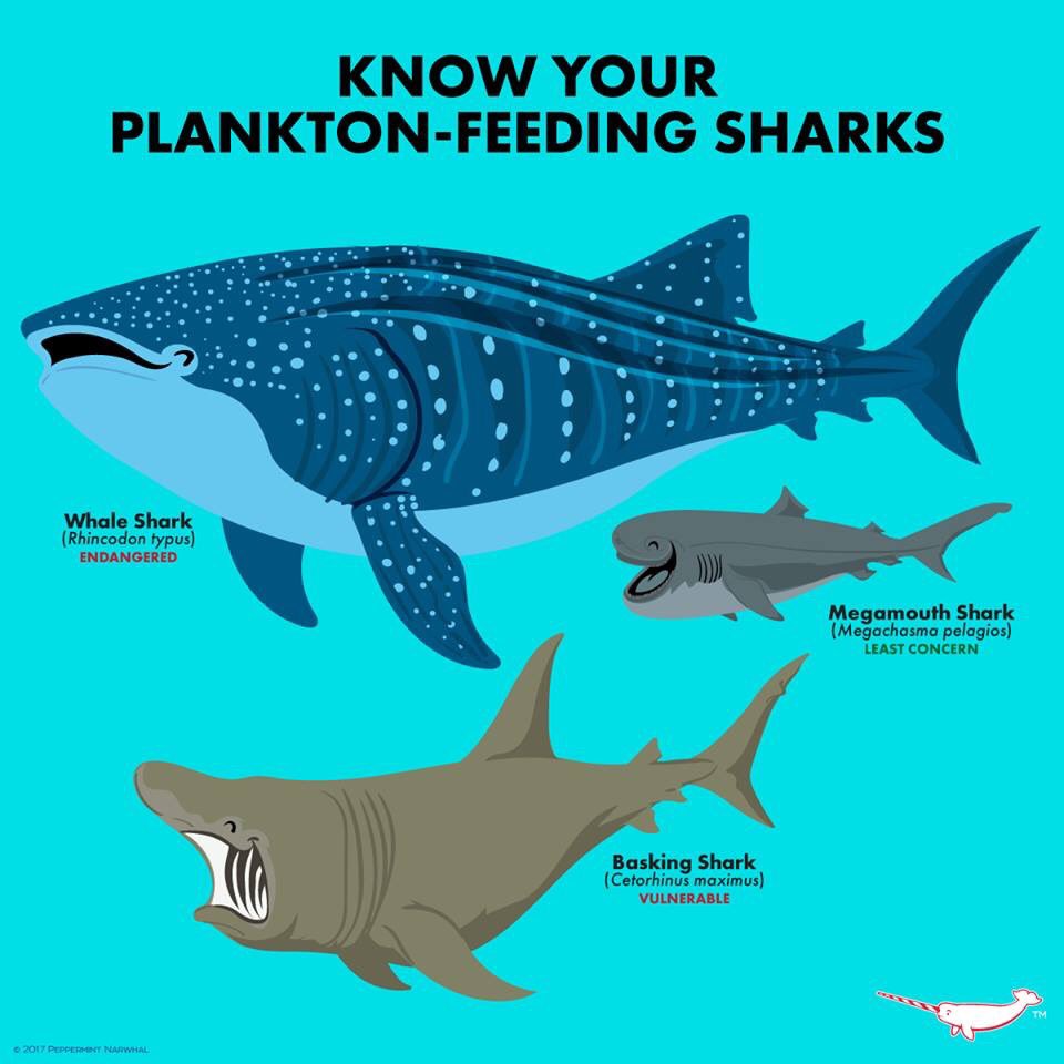 Sharkfest On Twitter Dyk That There Are 3 Species Of Shark That