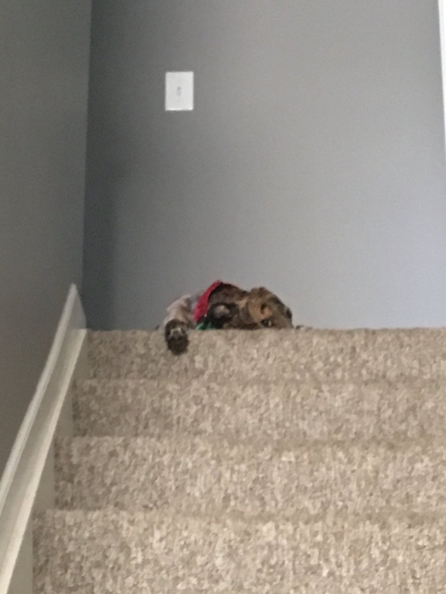 AwkwardSnoot's tweet photo. The face I give my hooman when they leave for work. 

—-------------

-

-

-
#dog  #greyhound #dogo #dogsitting #dogoftheday #dogsofinstagram #dogs_of_world https://t.co/7hNfkZIbUv