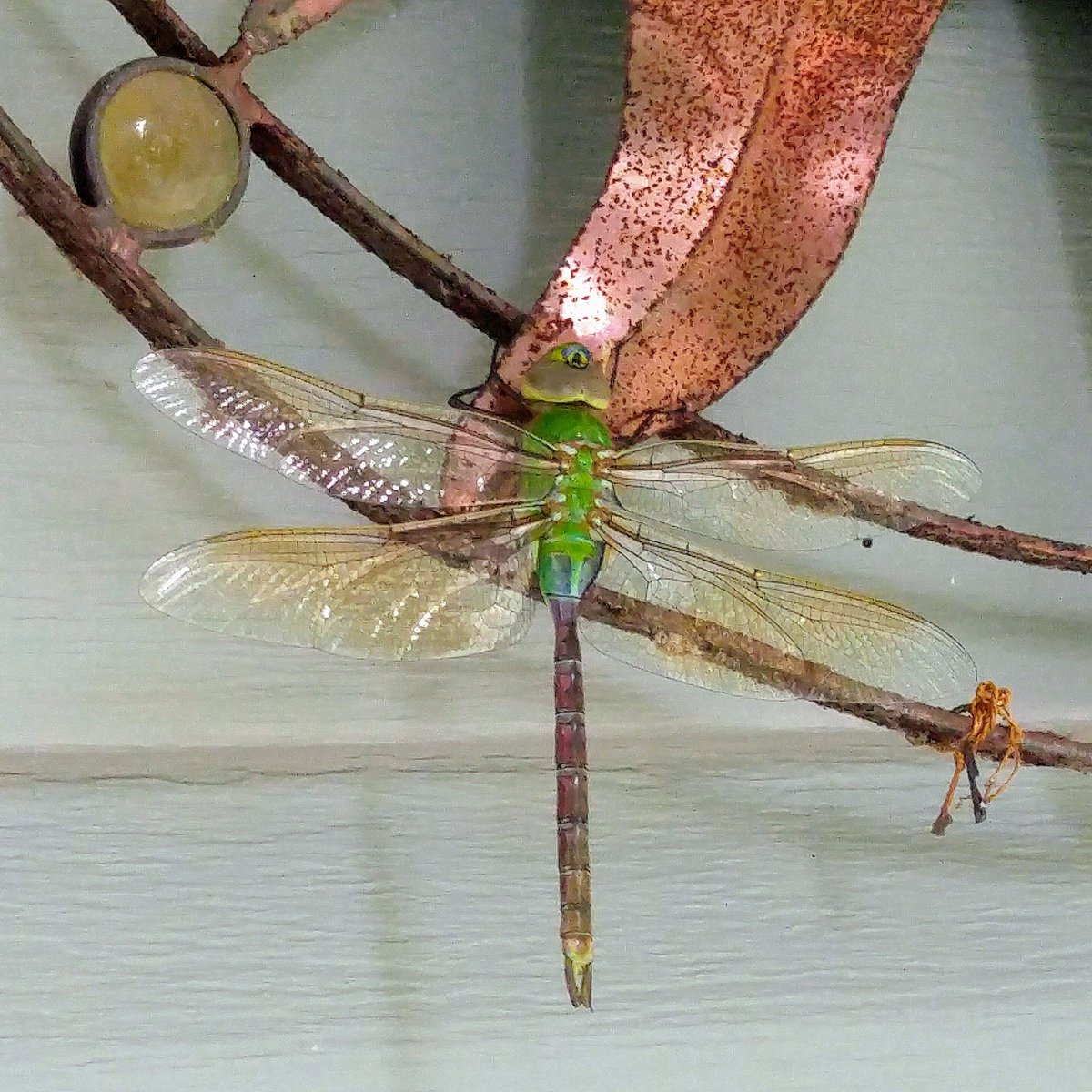 SusuProductions's tweet photo. #dragonfly #NaturePhotography https://t.co/p2vRDURIDT
