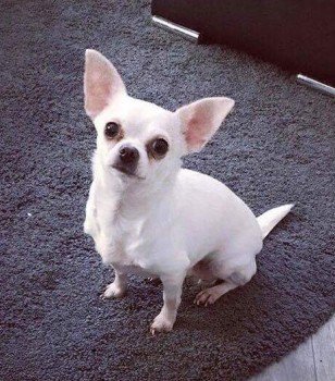 millypod1's tweet image. LADY HOME SAFE. THANKS FOR RT's 😊🐕

White Chihuahua Female
Beech Avenue #Denton #Manchester #M34
PLEASE SHARE
doglost.co.uk/dog-blog.php?d… …