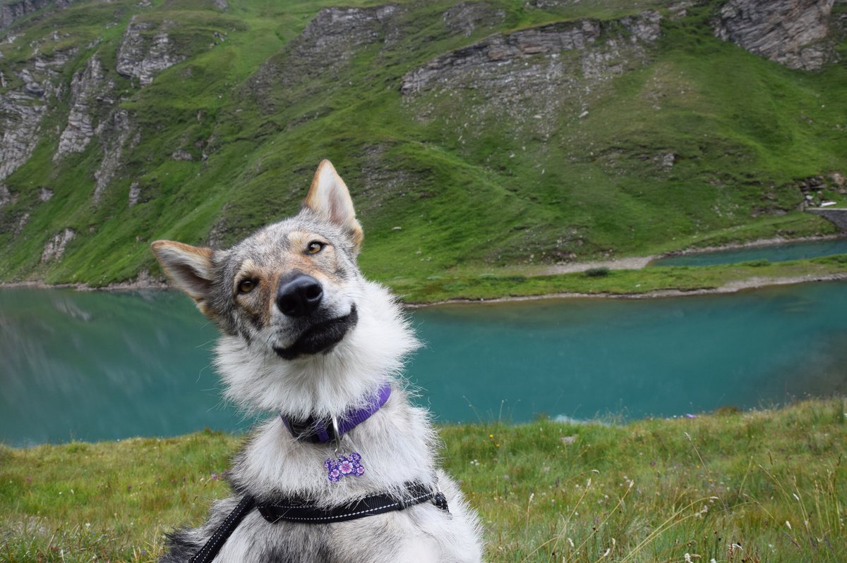 motherofwolvesX's tweet photo. @AlphaTheMovie #WhoSavedWho #UseMyAlphaPic
Just recently rescued Czechoslovakian Wolfdog Saoirse. It’s been a challenge in the beginning, but these days she is such a great companion 🐺❤️ https://t.co/TbERucd8lp