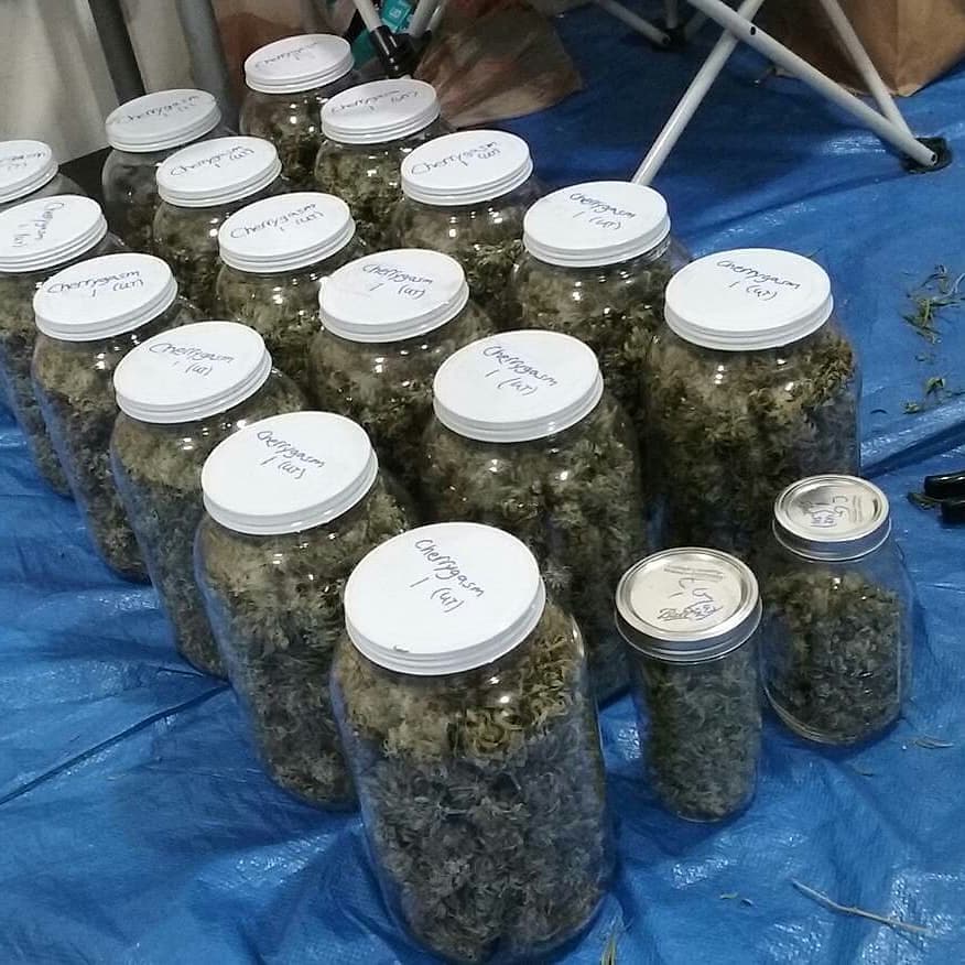 AndyBills10's tweet photo. #BEST QUALITY WEED FROM THE UNITED STATES👊👊👌 https://t.co/Oe0aYKvdlt
