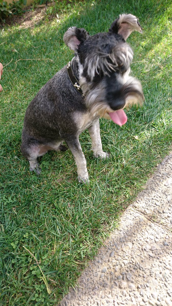 JaimeDonosoP's tweet image. Se perdió Ringo, nuestro schnauzer mediano en Flandes con Fdo. de Aragón (Las Condes) el sábado 21/7, gris, patas blancas, barba blanca, no está con el pelo corto, sólo con rulos. 1 año 9 meses, juguetón, no sabe andar en calle, sin collar ni chip, con arnés naranjo. RT por favor