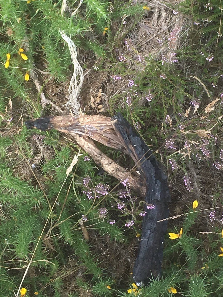 HazeloftheShire's tweet image. Ham Common is a beautiful #NatureReserve - thoughtless people are threatening this SSSI heathland with their behaviour; I found tea lights, disposable BBQs and camp fire remains there today. #heathfires #Heatwaveuk #StandUpForWildlife #UKWildlifeMatters #Dorsetsheathlandheart