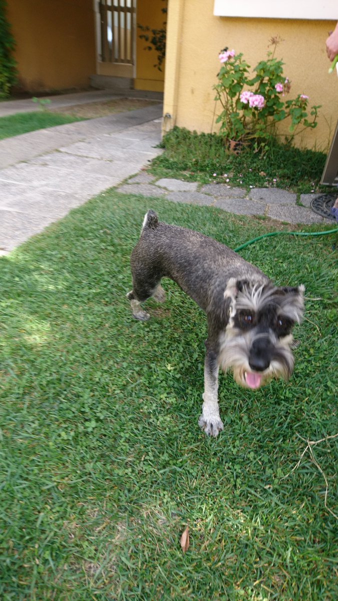 JaimeDonosoP's tweet image. Se perdió Ringo, nuestro schnauzer mediano en Flandes con Fdo. de Aragón (Las Condes) el sábado 21/7, gris, patas blancas, barba blanca, no está con el pelo corto, sólo con rulos. 1 año 9 meses, juguetón, no sabe andar en calle, sin collar ni chip, con arnés naranjo. RT por favor