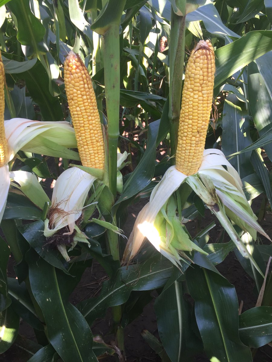 GlastetterMark's tweet image. Concept Ag fertility program finishing nicely in Bell City, MO. Plant health = A+ #corn18 #mocorn #biology ConceptAg8306