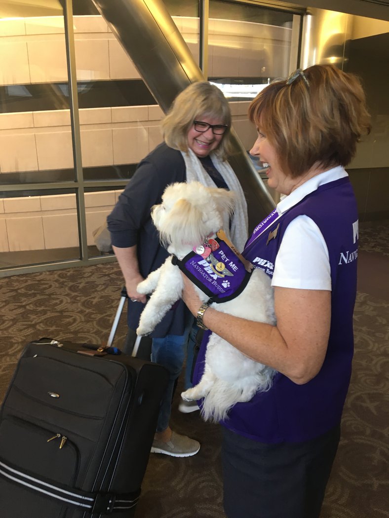 Navigator Buddy Zoe welcomes a passenger onboard the Condor flight.
We can't stop the giggles too!
PHOTO: @PHXSkyHarbor
#airporttherapydogs #ITravelWell #wellnessairports #dogs #flyPHX