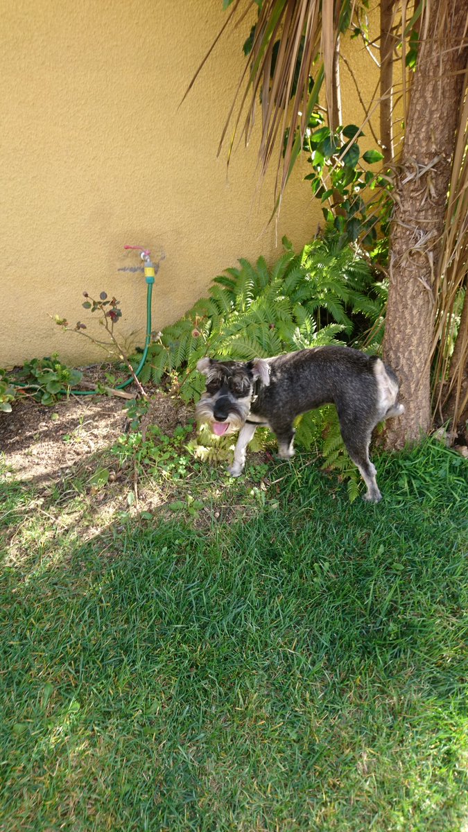 JaimeDonosoP's tweet image. Se perdió Ringo, nuestro schnauzer mediano en Flandes con Fdo. de Aragón (Las Condes) el sábado 21/7, gris, patas blancas, barba blanca, no está con el pelo corto, sólo con rulos. 1 año 9 meses, juguetón, no sabe andar en calle, sin collar ni chip, con arnés naranjo. RT por favor