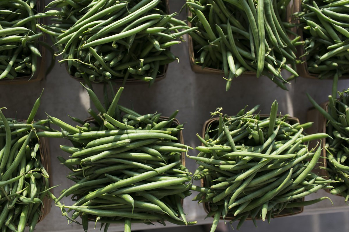 oaklandu's tweet image. The OU Student Organic Farm program sells their freshly harvested organic produce to the community weekly through a farm stand held in front of Kresge Library (or at the Campus Rec Center if inclement weather). It is open to the public every Thursday, 10 A.M – 2 P.M. #ThisIsOU