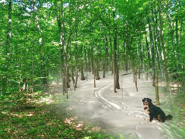 erikosterlund's tweet photo. Seasonal Depressions - 004: #FleetwoodTheMighty would like a break from the heat and humidity. #winterwithdrawalwednesday #wildnortheast #skitheeast #splitboardingistheanswer #skiuphillvt #wickedstoked2018 / #wickedstoked2019 https://t.co/UMW4DMYiXC https://t.co/WZ3BKAnsCJ