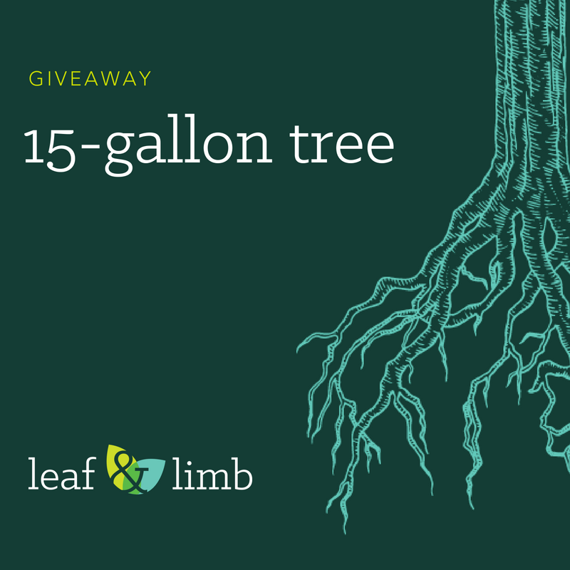 Enter to win a 15-gallon tree of your choice!  1. Follow @leaflimb on Facebook &amp; Instagram (instagram.com/leaflimb). 2. In the comments, tag two friends who love trees + creating a positive impact in the Triangle #giveaway