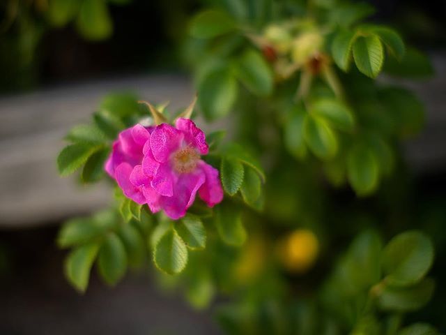 #beachrose 
My Dad would always stop to smell the beach roses. Taught us well... ift.tt/2JUph9G #beachrose 
My Dad would always stop to smell the beach roses. Taught us well... #beachrose 
My Dad would always stop to smell the beach roses. Taught us well... July 25, 20…