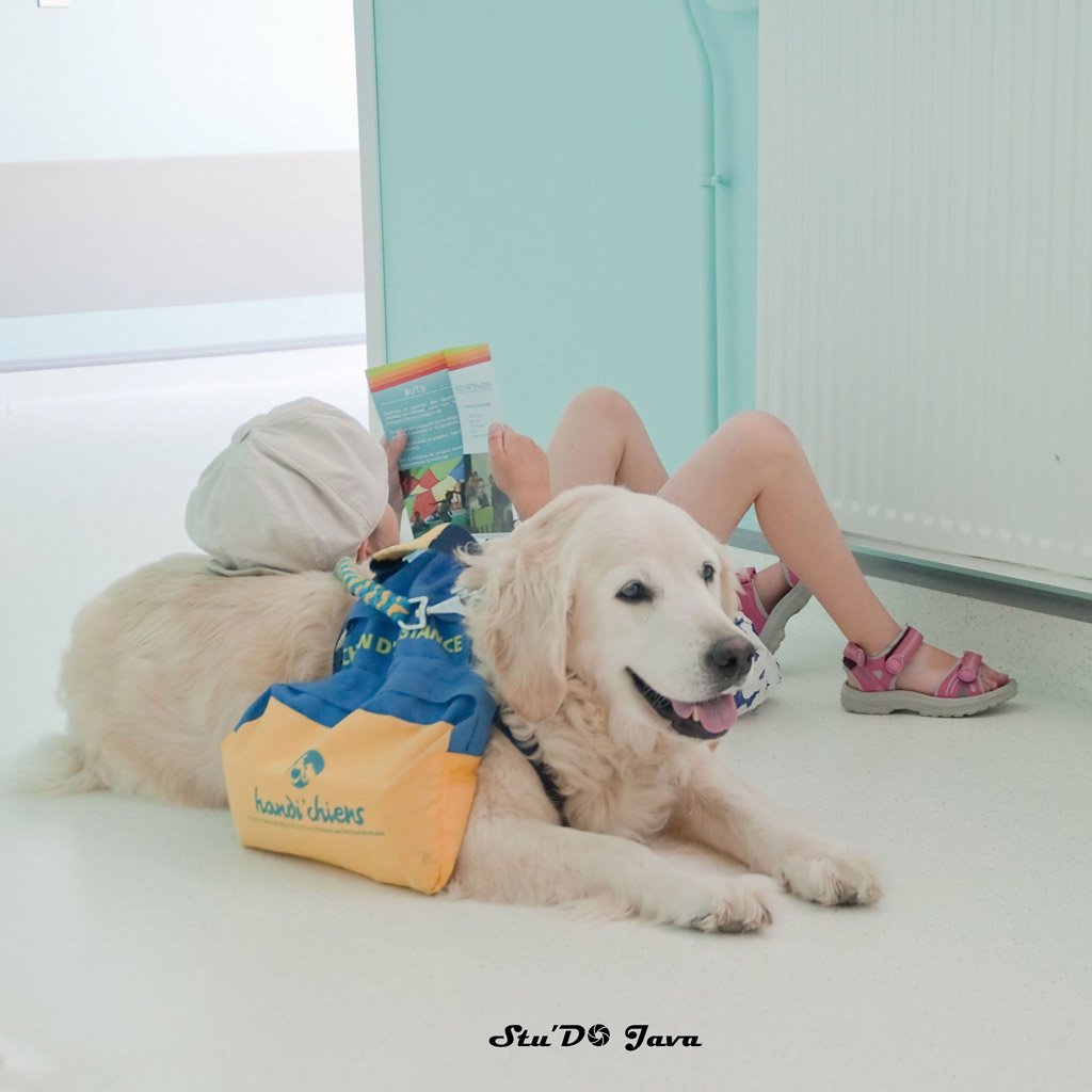 Mini_Loutre's tweet photo. Quand ENFIN, au bout de 8 ans et demi, un médecin autorise ma fille à venir en consultation à l'hôpital avec son #Handichien 💖
@handichienscom #chiendéveil #Châtellerault https://t.co/3BE4Z8OgZG