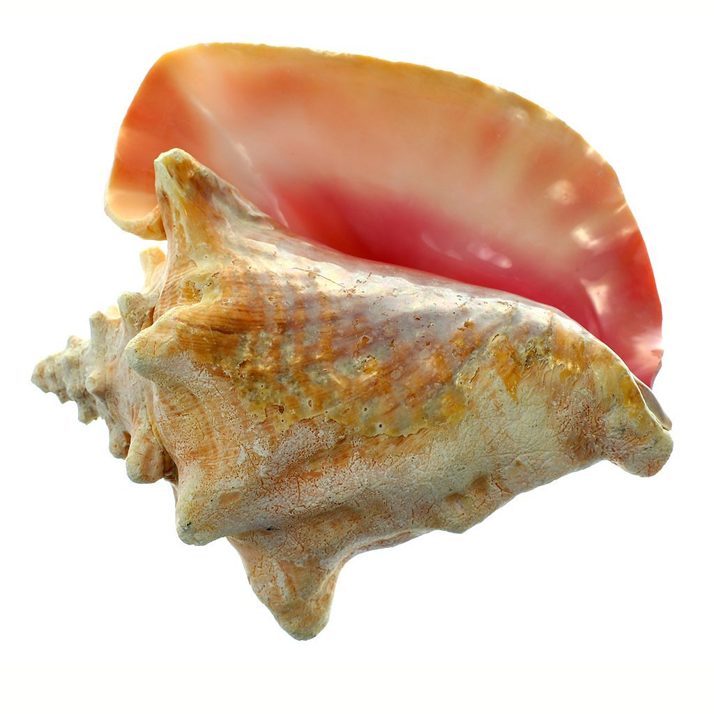 Did you know it takes 3-5 years for a conch to mature? #conchfact #WonderWednesdays #WanderWednesdays