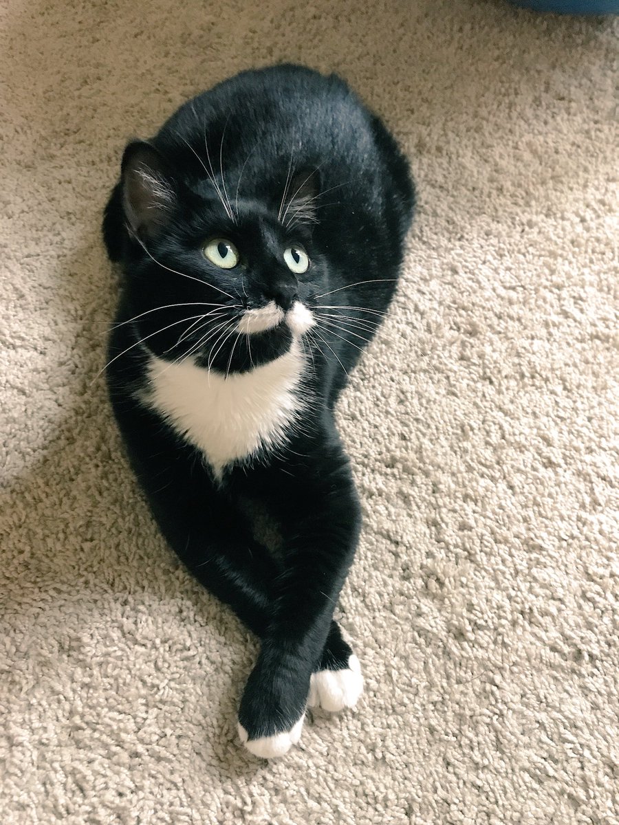 Fancypaws 🐾❤️