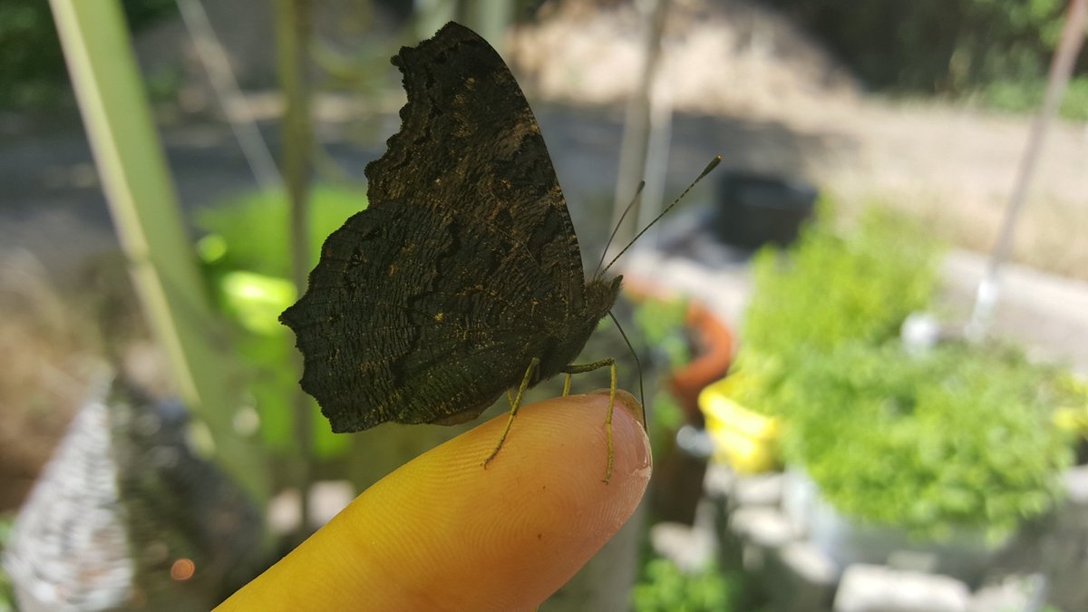 Tier Flüsterin....wie zart es sich anfühlt wenn ein Schmettling auf den Finger landet😍