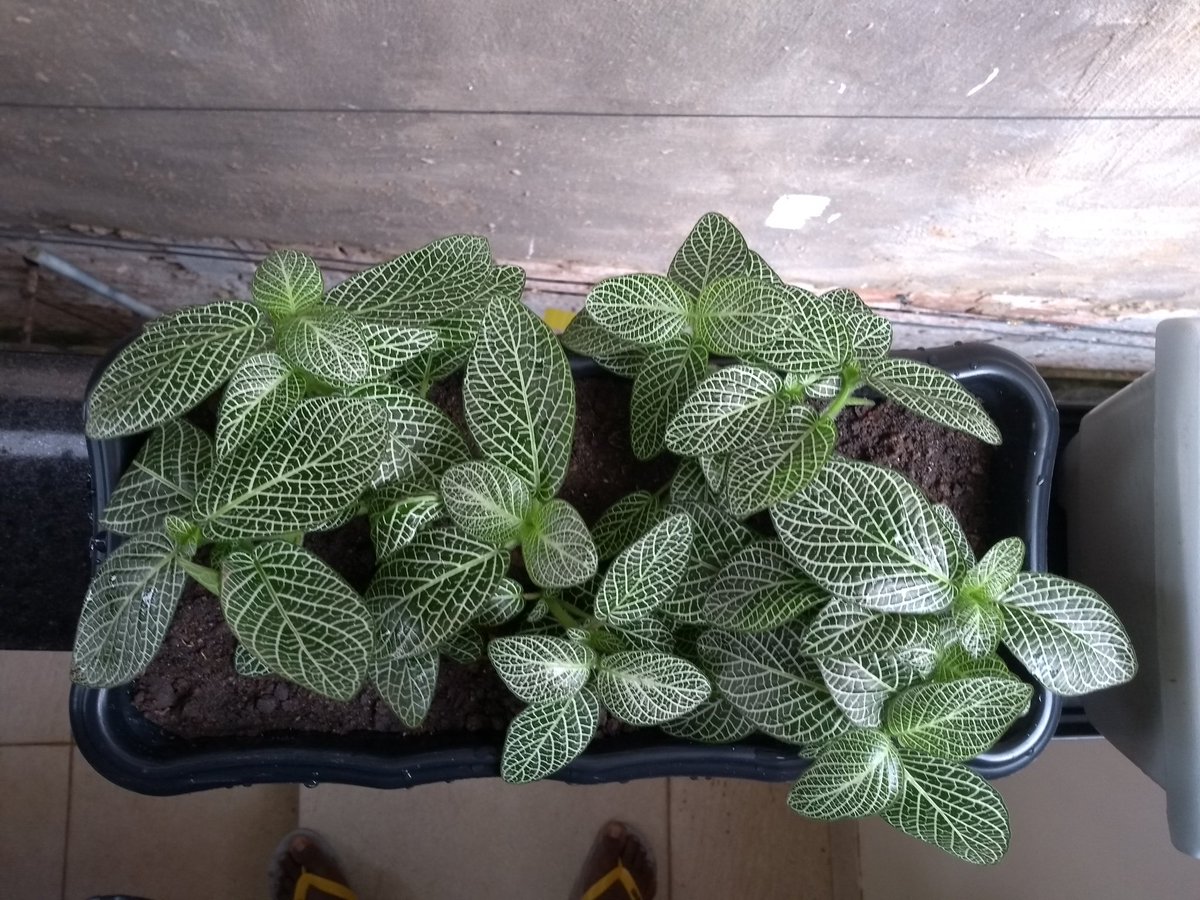 Rozeval3's tweet image. 