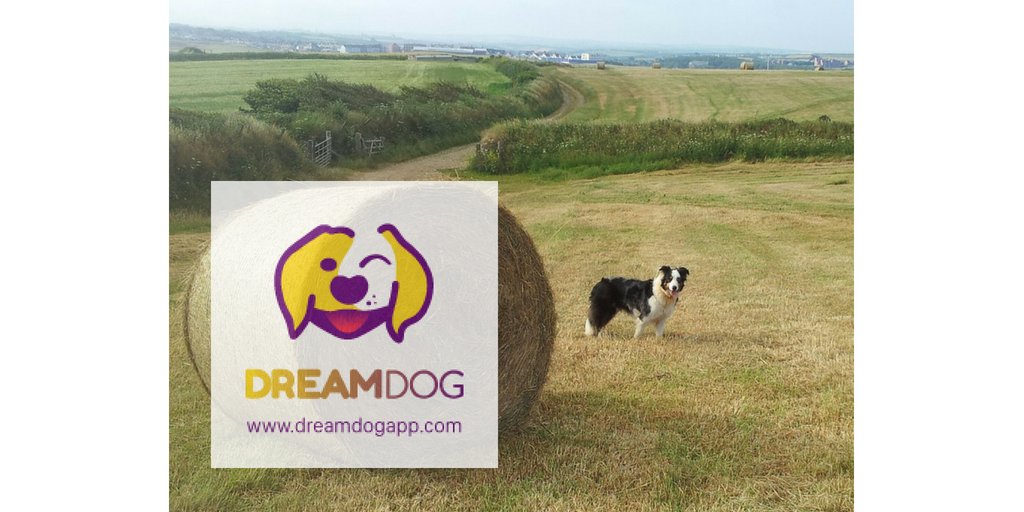 Are you coming? #DreamDog
dreamdogapp.com