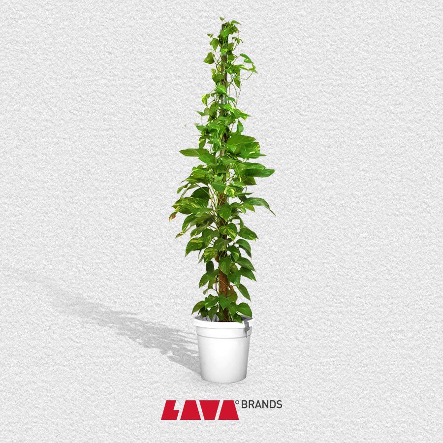 LavaBrands's tweet photo. Grow green!

#lava #lavabrands #insta  #green #plants #life #art #handdrawn #sketch  #planetearth #dubai #digitalart #digitalmarketing #branding #agency #brand #marketing #uae #business https://t.co/LX88tYvn9l